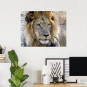 Male Lion Poster (Heimbüro)