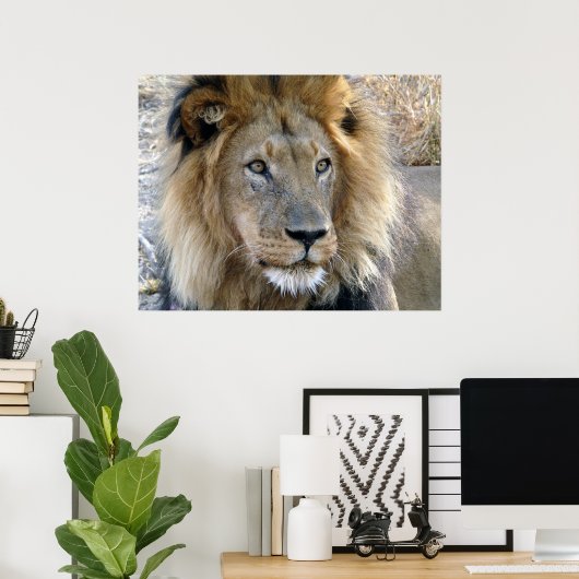 Male Lion Poster (Heimbüro)