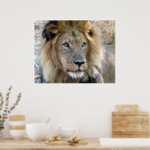 Male Lion Poster (Küche)