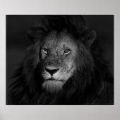 MALE LION POSTER (Vorne)
