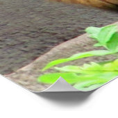 Male Lion St. Augustine Truth Zitat Poster (Ecke)