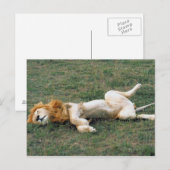 Male Lion Stretching Postkarte (Vorne/Hinten)