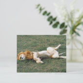 Male Lion Stretching Postkarte (Stehend Vorderseite)
