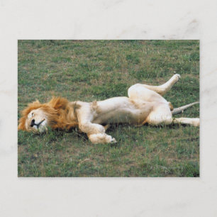 Male Lion Stretching Postkarte