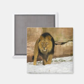 Male Lion Walking Magnet (Vorderseite/Rückseite)
