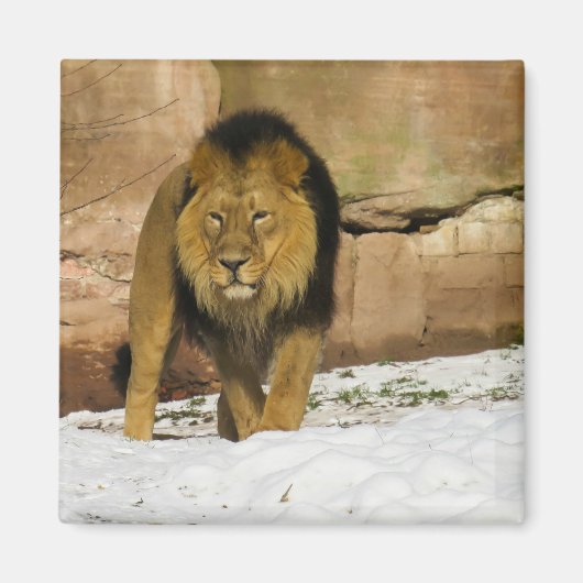 Male Lion Walking Magnet (Vorne)