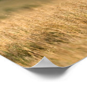 Male Lion Walking Poster (Ecke)