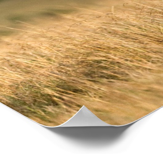 Male Lion Walking Poster (Ecke)