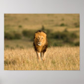 Male Lion Walking Poster (Vorne)