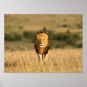 Male Lion Walking Poster