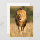 Male Lion Walking Postkarte (Vorne/Hinten)