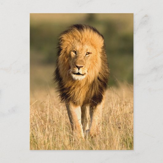 Male Lion Walking Postkarte (Vorderseite)