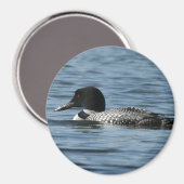 Male loon Magnet (Vorderseite/Rückseite)