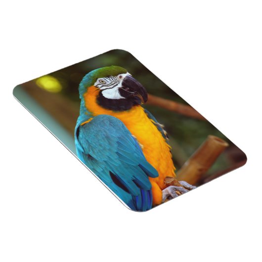 Male Macaw Magnet (Rechte Seite)