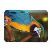 Male Macaw Magnet (Horizontal)