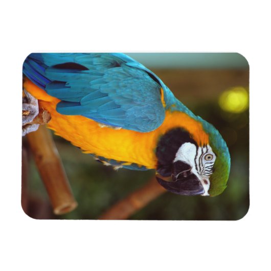 Male Macaw Magnet (Horizontal)