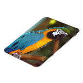Male Macaw Magnet (Linke Seite)