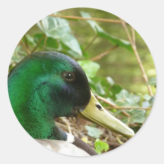Male Mallard Duck Kopfaufkleber Runder Aufkleber (Vorderseite)