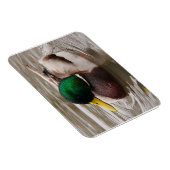 Male Mallard Duck Magnet (Rechte Seite)