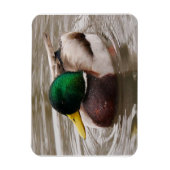 Male Mallard Duck Magnet (Vertikal)