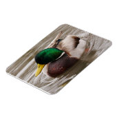 Male Mallard Duck Magnet (Linke Seite)