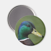 Male Mallard Duck Magnet (Vorderseite/Rückseite)