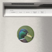 Male Mallard Duck Magnet (In Situ (Geschirrspüler))