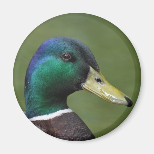 Male Mallard Duck Magnet (Vorne)