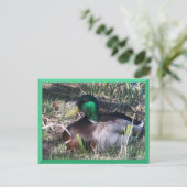 Male Mallard Duck Postcard Postkarte (Stehend Vorderseite)