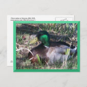 Male Mallard Duck Postcard Postkarte (Vorne/Hinten)