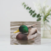 Male Mallard Duck Postcard Postkarte (Stehend Vorderseite)