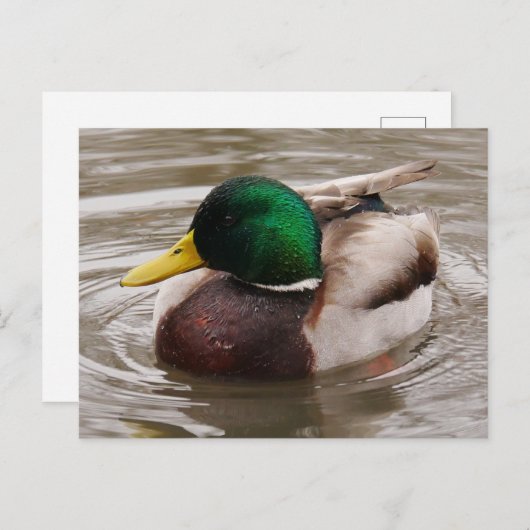 Male Mallard Duck Postcard Postkarte (Vorne/Hinten)