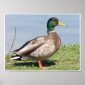 Male Mallard Duck Poster (Vorne)