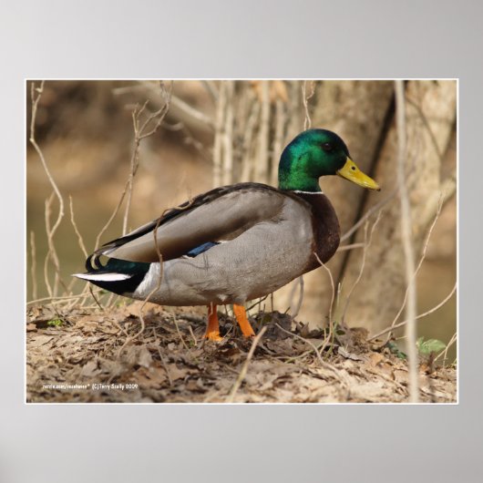 Male Mallard Duck Poster (Vorne)