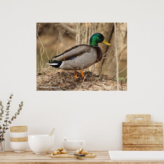 Male Mallard Duck Poster (Küche)
