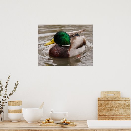 Male Mallard Duck Poster (Küche)