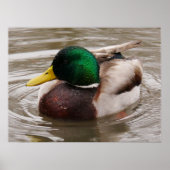 Male Mallard Duck Poster (Vorne)
