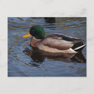 Male Mallard Duck Postkarte