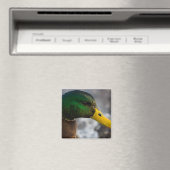 Male Mallard Portrait Magnet (In Situ (Geschirrspüler))