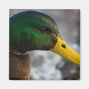Male Mallard Portrait Magnet