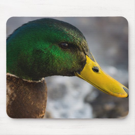 Male Mallard Portrait Mousepad (Vorne)