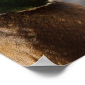 Male Mallard Portrait Poster (Ecke)
