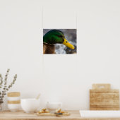 Male Mallard Portrait Poster (Küche)