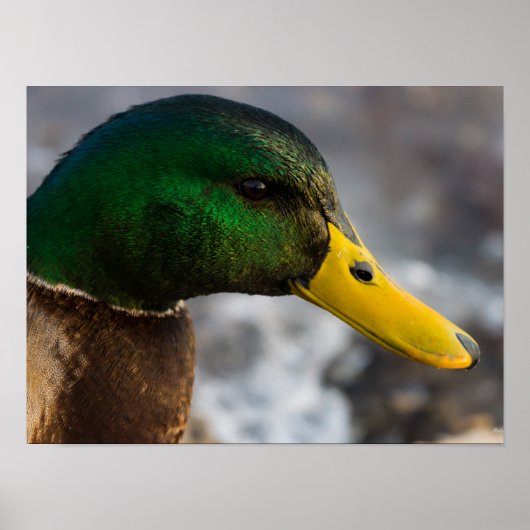 Male Mallard Portrait Poster (Vorne)