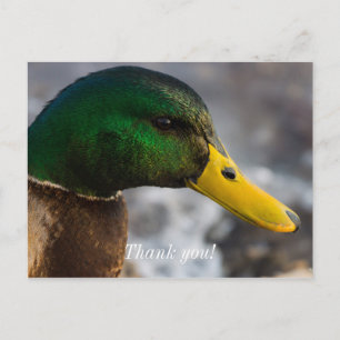 Male Mallard Portrait Postkarte