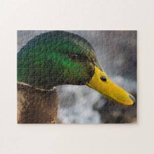 Male Mallard Portrait Puzzle