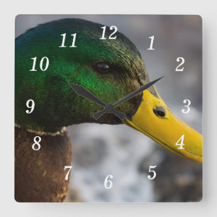 Male Mallard Portrait Wall Clock Quadratische Wanduhr
