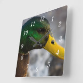 Male Mallard Portrait Wall Clock Quadratische Wanduhr (Winkel)