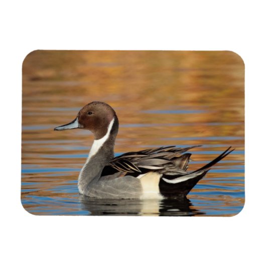 Male Northern Pintail Magnet (Horizontal)