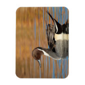 Male Northern Pintail Magnet (Vertikal)